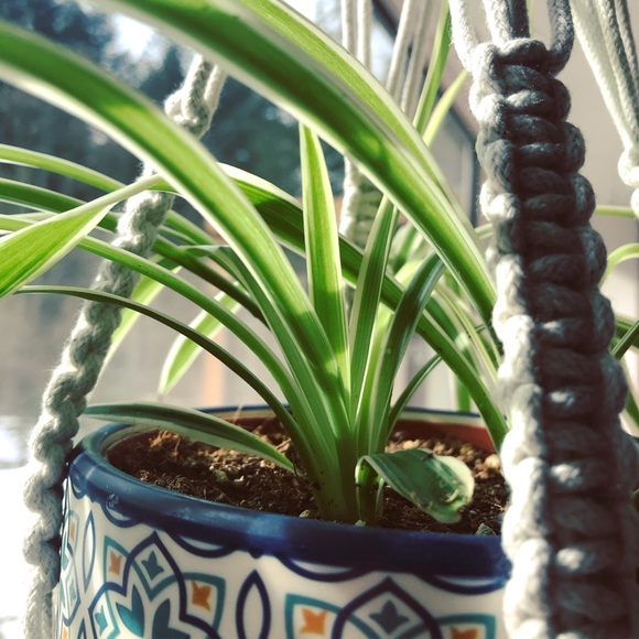 Meet your Posher, Amelia - Picture 1 of 1